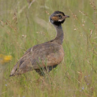Blue Bustard